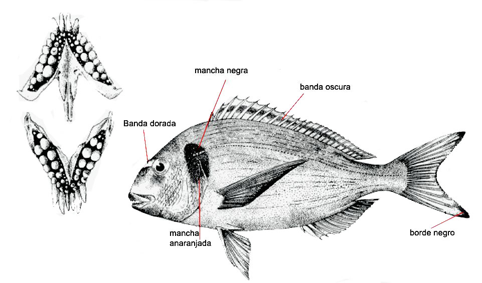 Sparus aurata_01.jpg